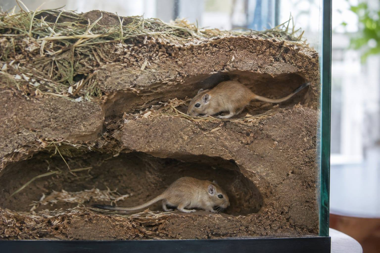 Deux gerbilles de Mongolie creusent des galeries visibles dans un terrarium profond en verre, rempli de foin et de litière.