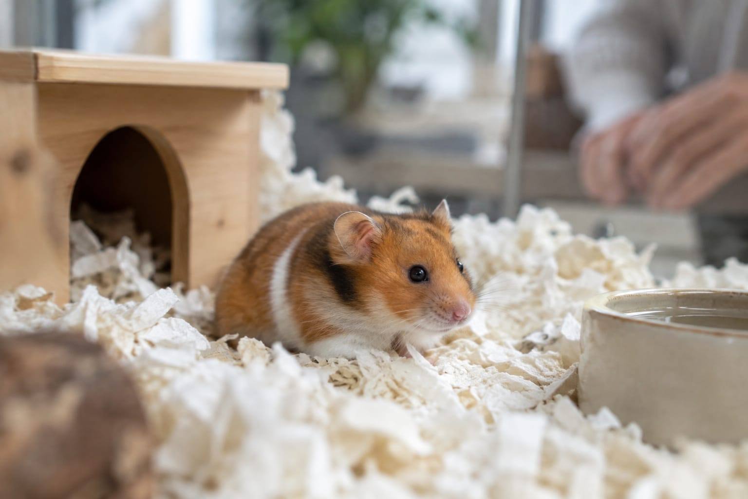 Un hamster explore une épaisse litière de papier non parfumé dans un habitat propre aménagé dans un intérieur lumineux.