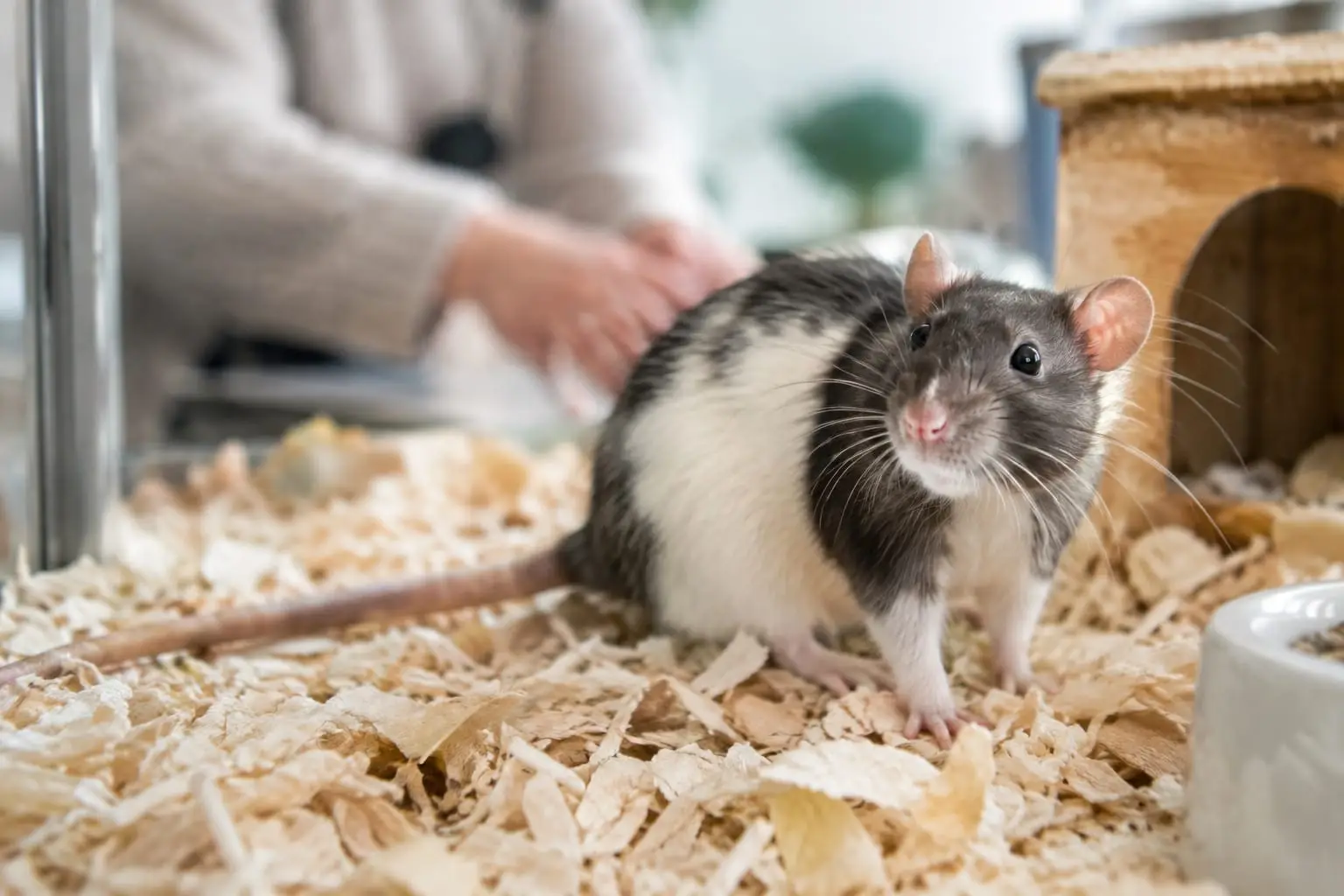 Rat domestique noir et blanc, assis dans une cage propre et aérée, avec son nez rose et sa longue queue visibles.