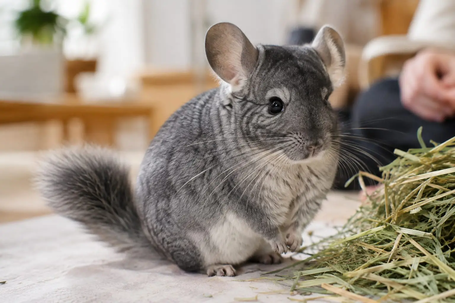 Chinchilla gris standard au pelage dense et velouté, assis près d’une poignée de foin dans un intérieur lumineux.