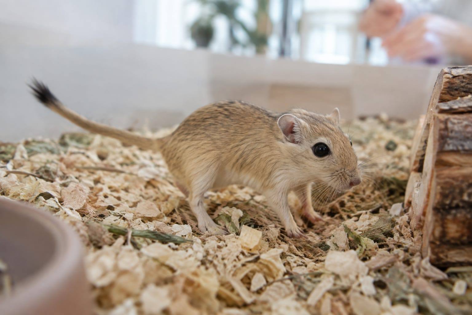 Gerbille dorée explorant un habitat propre et profond, museau visible et sans lésion mise en scène.