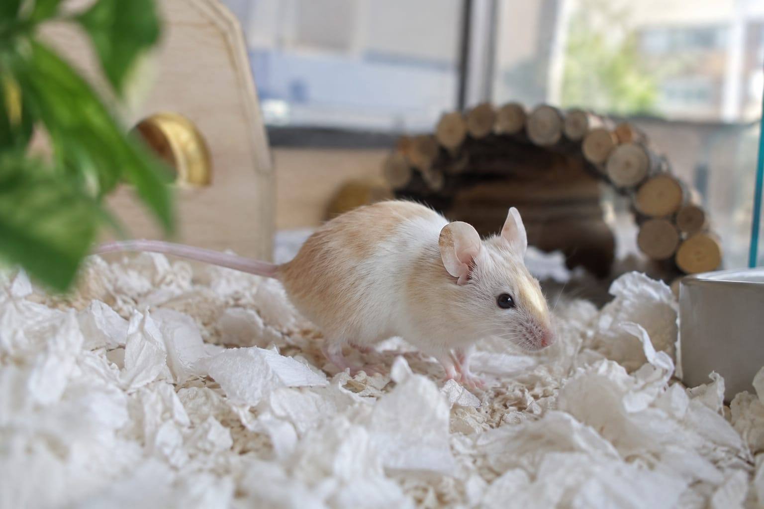 Une souris domestique crème et blanche explore une litière de papier propre dans une cage spacieuse et bien aérée.
