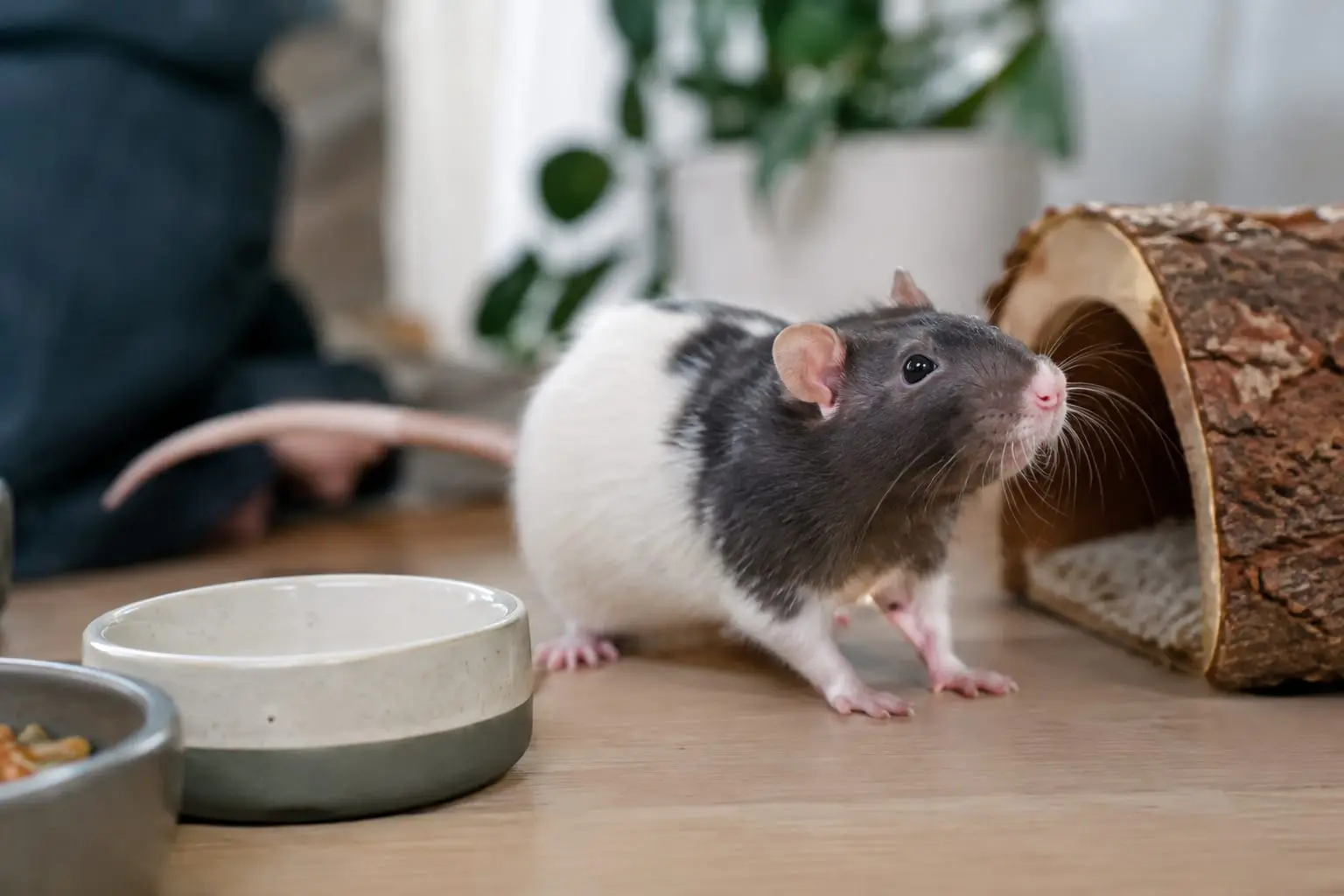 Rat domestique noir et blanc au pelage brillant, installé au sol près d’une cachette basse dans une cage aménagée.