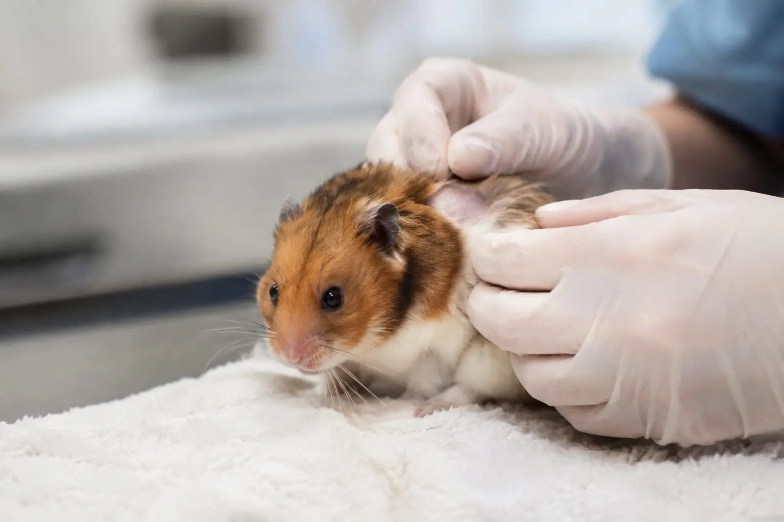 Un hamster calme est examiné par un vétérinaire dans une clinique lumineuse, pour vérifier l’état de son pelage et de sa peau.