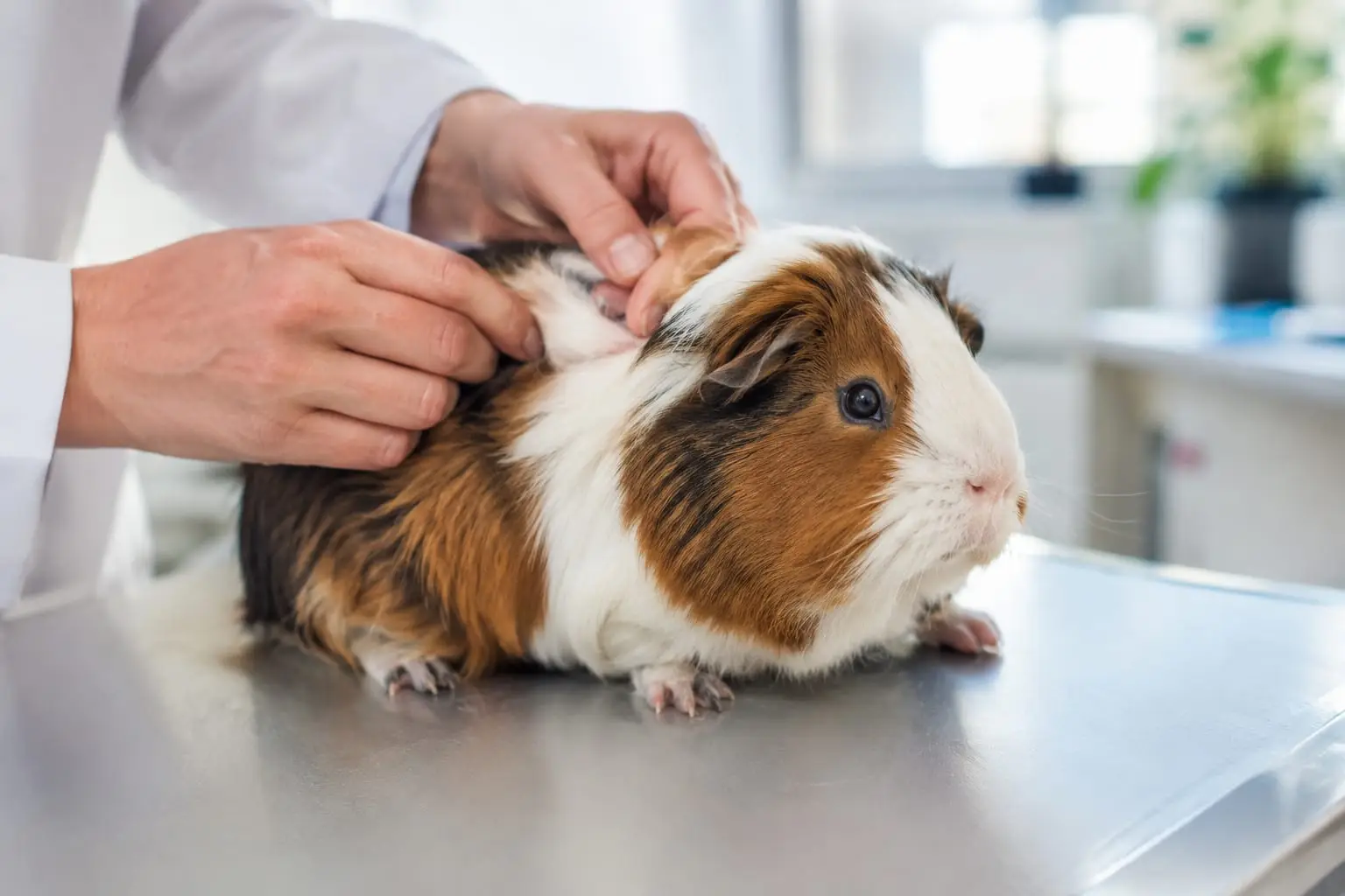 Une vétérinaire écarte doucement le pelage d’un cochon d’Inde calme pour examiner sa peau en consultation.