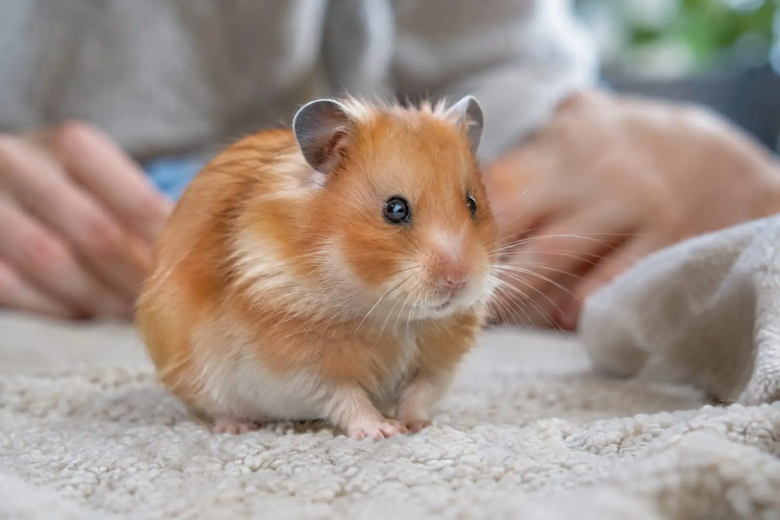 Un hamster syrien doré, au pelage orange et crème, est observé calmement près de son habitat intérieur.