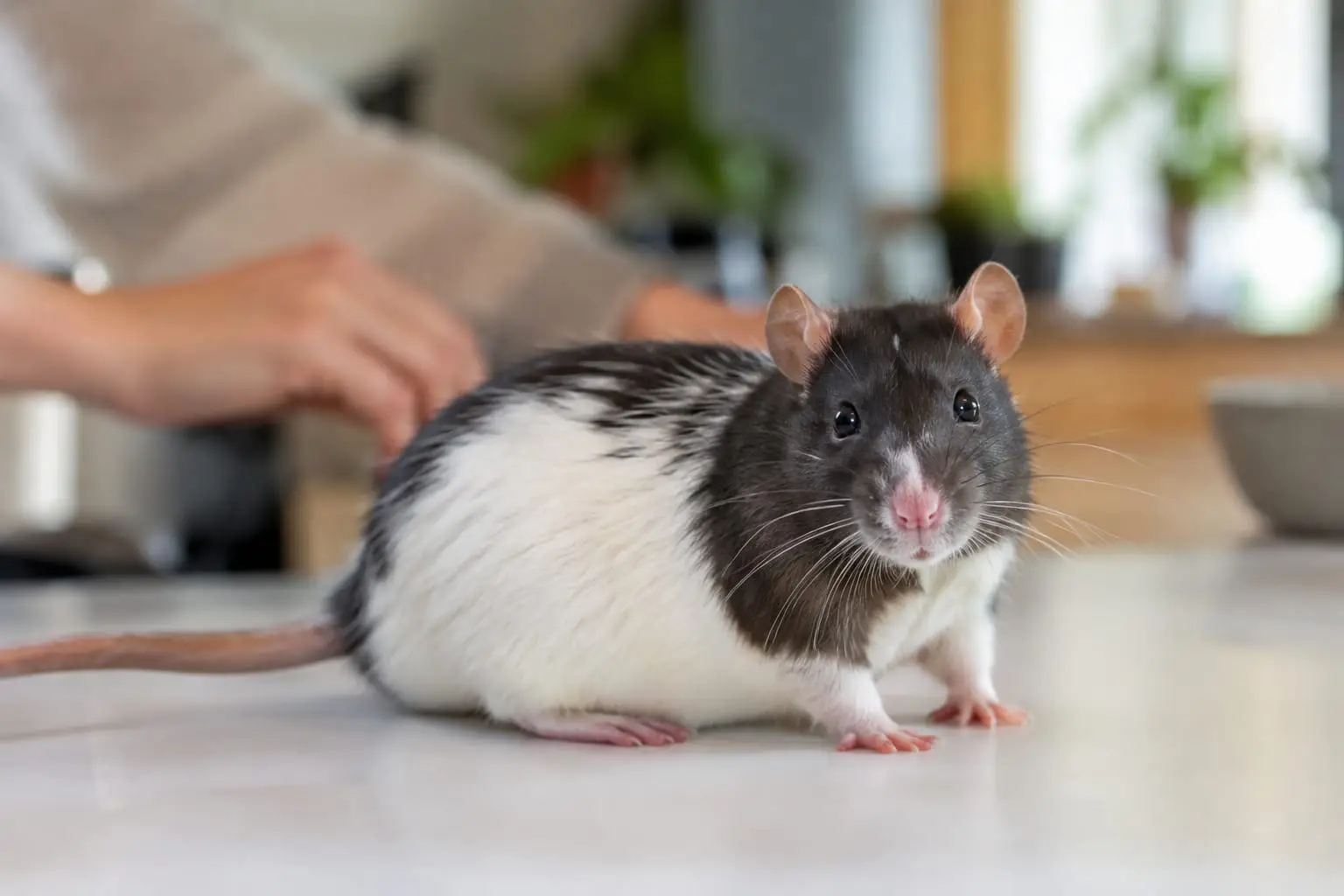 Rat domestique noir et blanc au museau rose, observé calmement près de son propriétaire dans une pièce lumineuse.