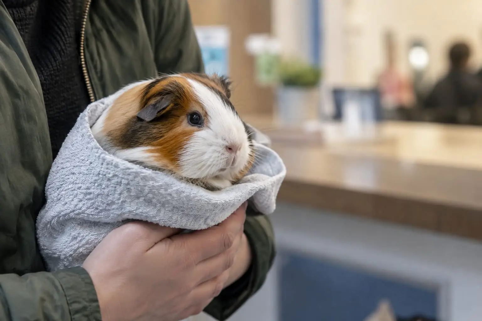 À l’accueil d’une clinique vétérinaire, un propriétaire inquiet tient un cochon d’Inde enveloppé dans une serviette, sur fond flou.