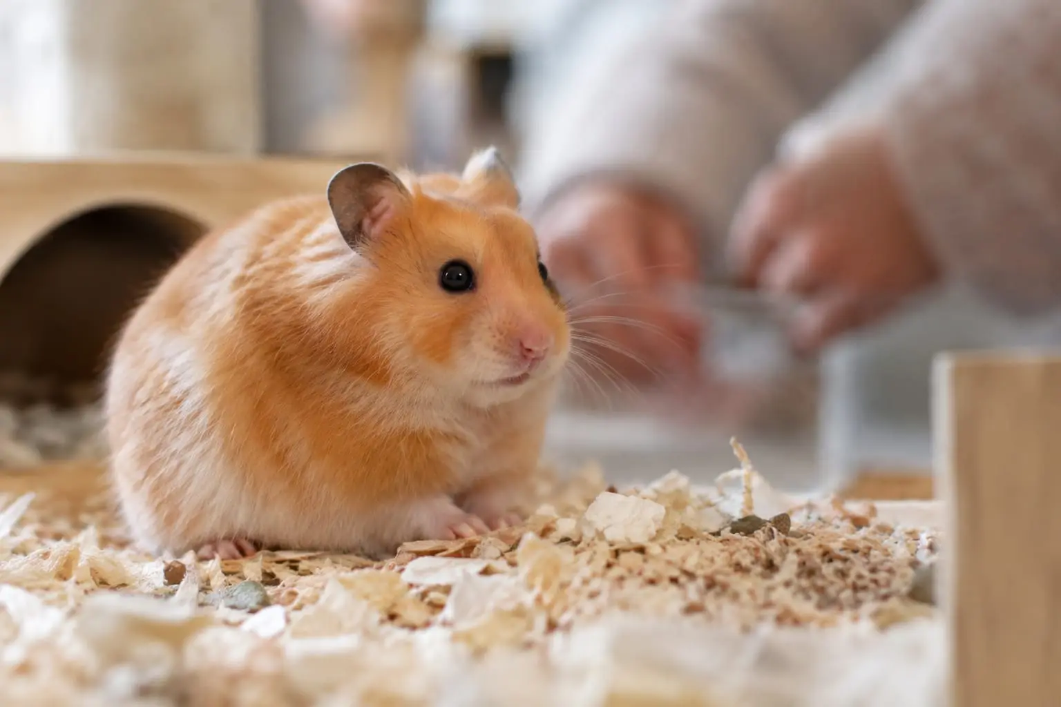 Hamster syrien doré au pelage orange et crème, assis sur une litière propre dans son habitat.