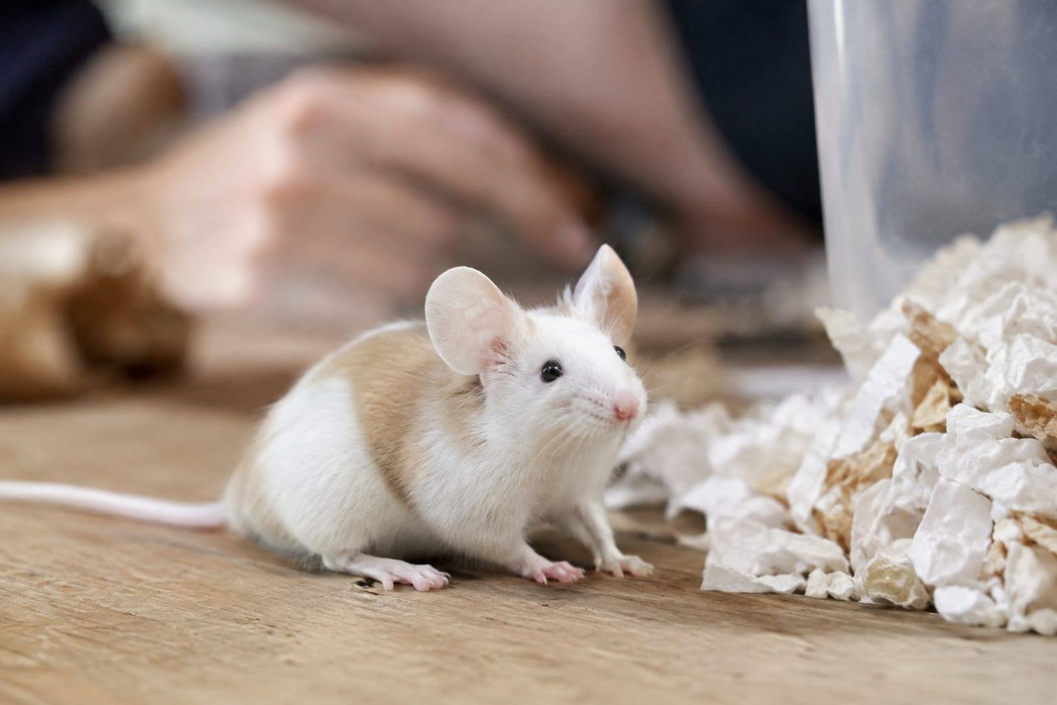 Souris domestique crème et blanche près d’un nid de papier dans une cage propre, calme et bien aménagée.