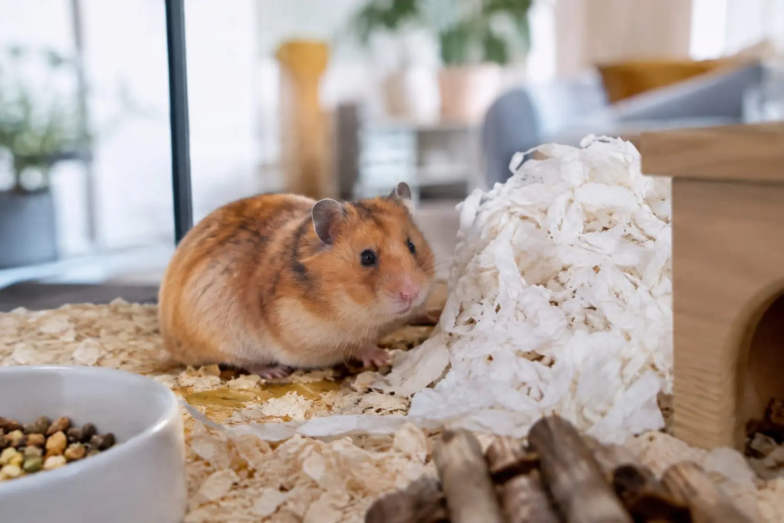 Hamster syrien doré près d’un nid de papier propre dans une cage aménagée, photographié sans petits manipulés.