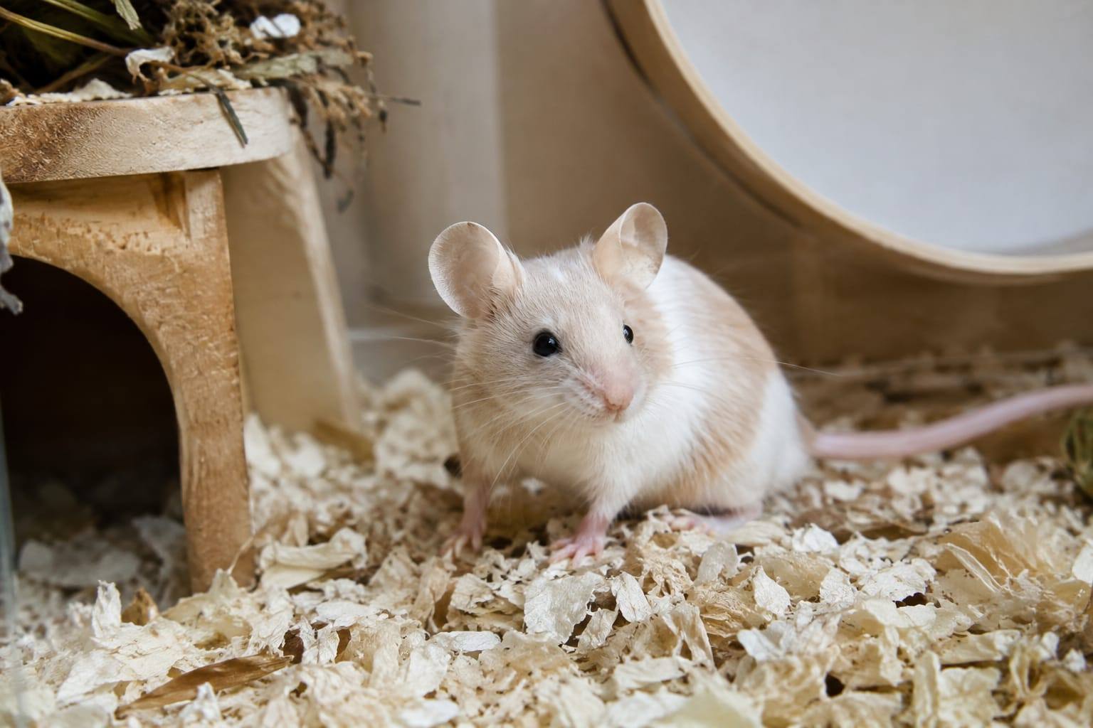 Souris domestique au pelage crème et blanc dans une cage propre, posée près d’une litière peu poussiéreuse.