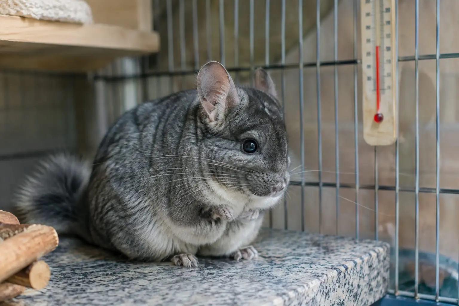 Un chinchilla se repose sur une dalle de granit fraîche dans sa cage, près d’un thermomètre mural, à l’ombre.