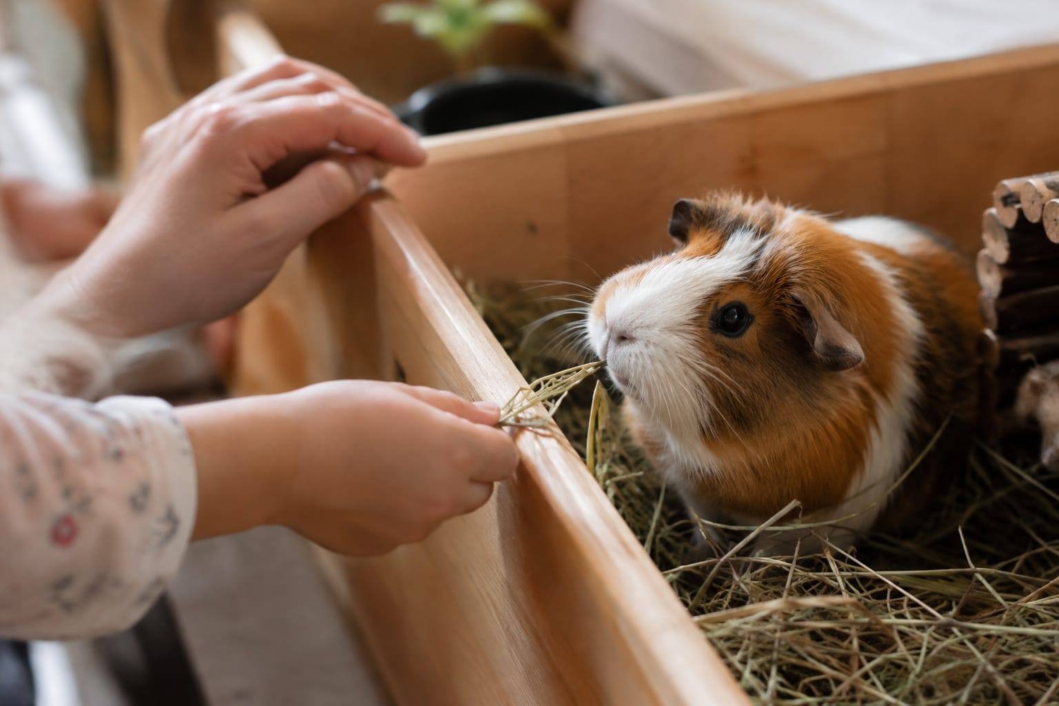 Dans un enclos bas en bois, de petites mains offrent un brin de foin à un cochon d’Inde, tandis qu’une main adulte repose à proximité.