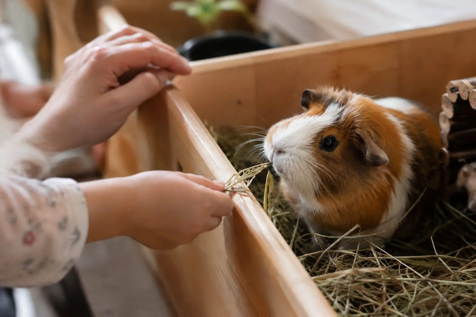Dans un enclos bas en bois, de petites mains offrent un brin de foin à un cochon d’Inde, tandis qu’une main adulte repose à proximité.