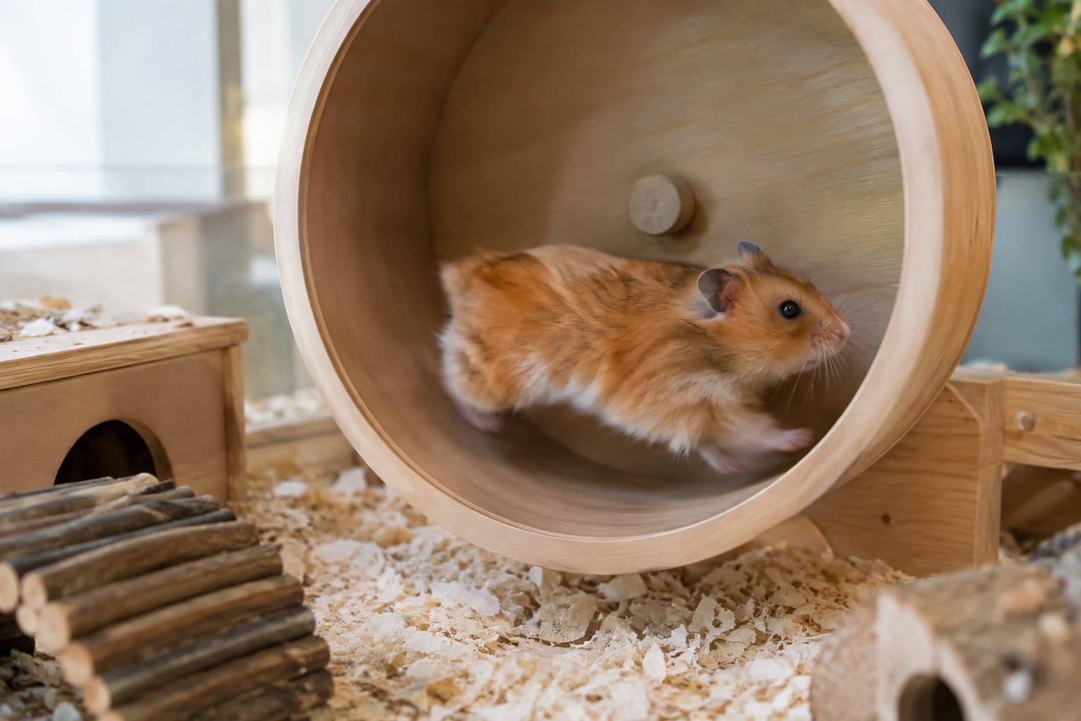 Hamster syrien doré courant dans une grande roue pleine, installée de façon stable dans un habitat aménagé.