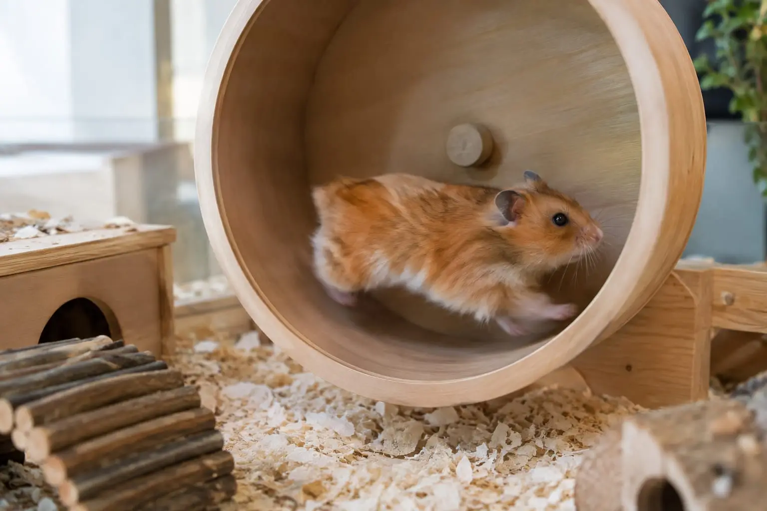 Hamster syrien doré courant dans une grande roue pleine, installée de façon stable dans un habitat aménagé.