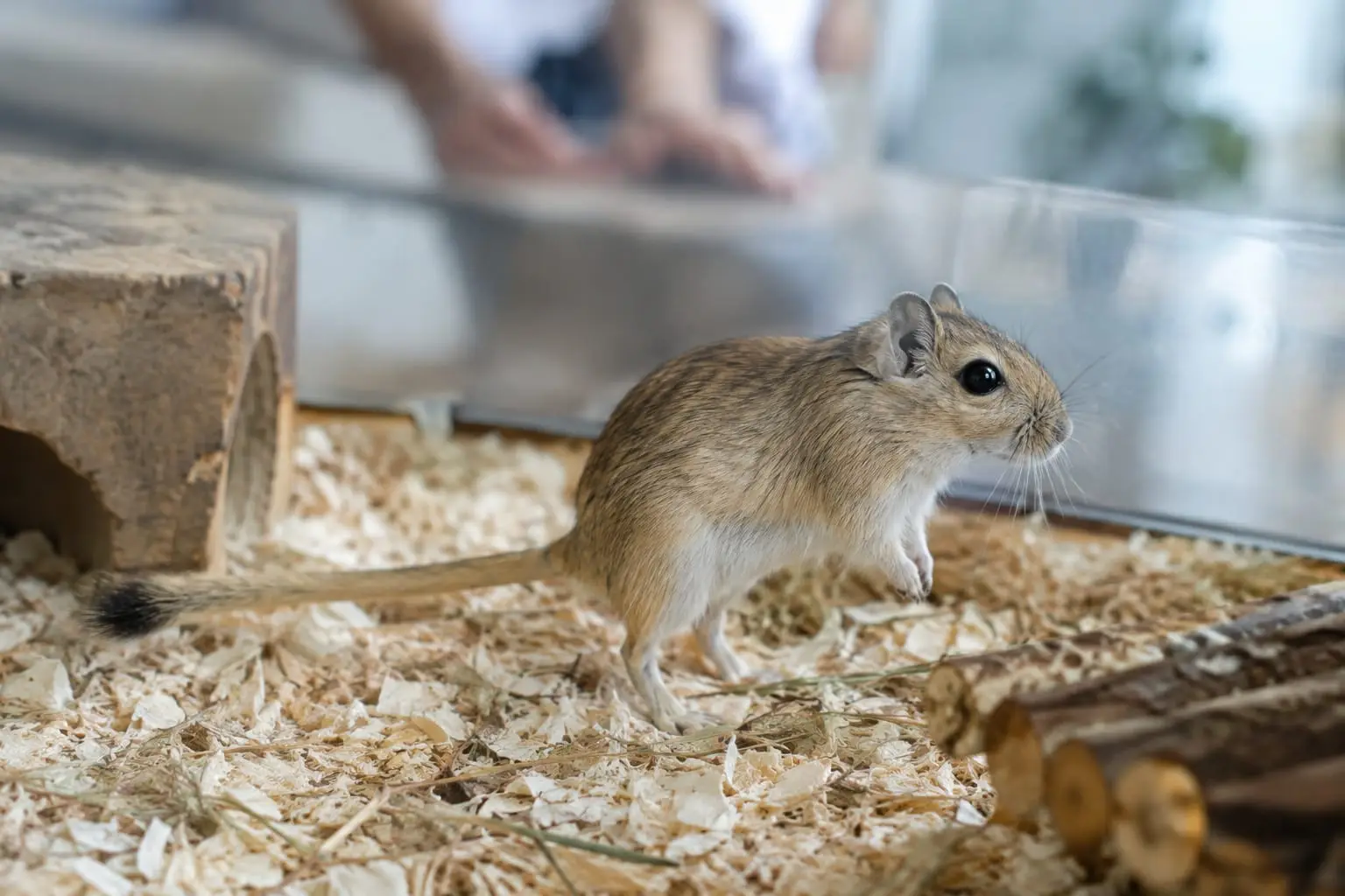 Gerbille mongole au pelage agouti doré, observée calmement dans un habitat spacieux aménagé pour ses besoins.