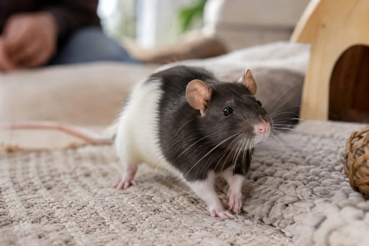 Rat domestique senior noir et blanc, au pelage brillant, installé calmement dans une cage aménagée.