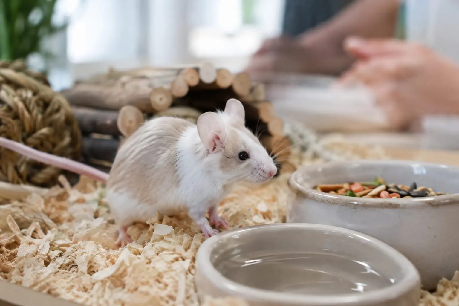 Souris domestique crème et blanche, au corps fin et à la longue queue, explorant un aménagement bas dans une cage propre.