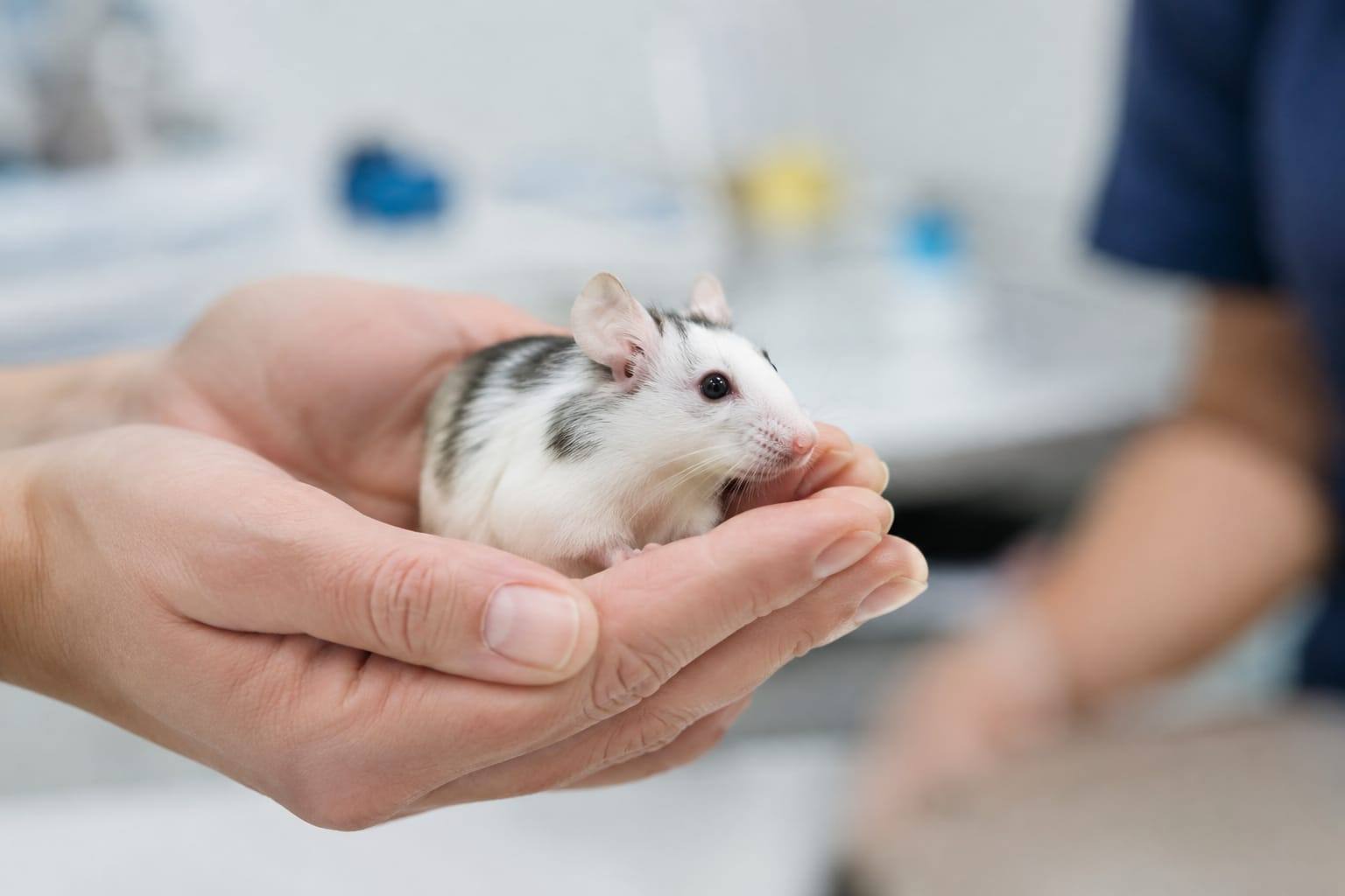 Une souris au pelage brillant, au corps fin et aux grandes oreilles est doucement tenue dans des mains lors d’une consultation vétérinaire.