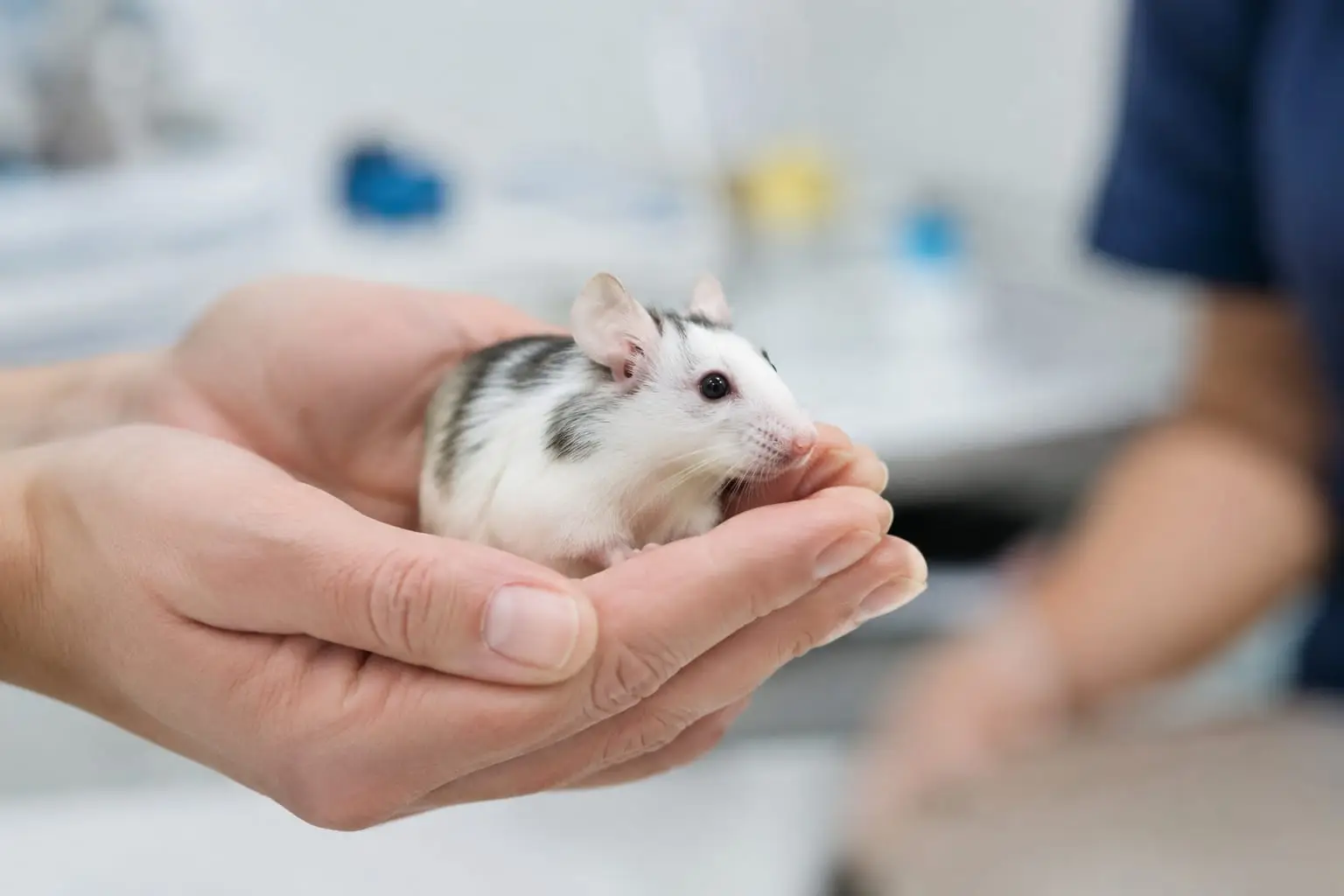 Une souris au pelage brillant, au corps fin et aux grandes oreilles est doucement tenue dans des mains lors d’une consultation vétérinaire.