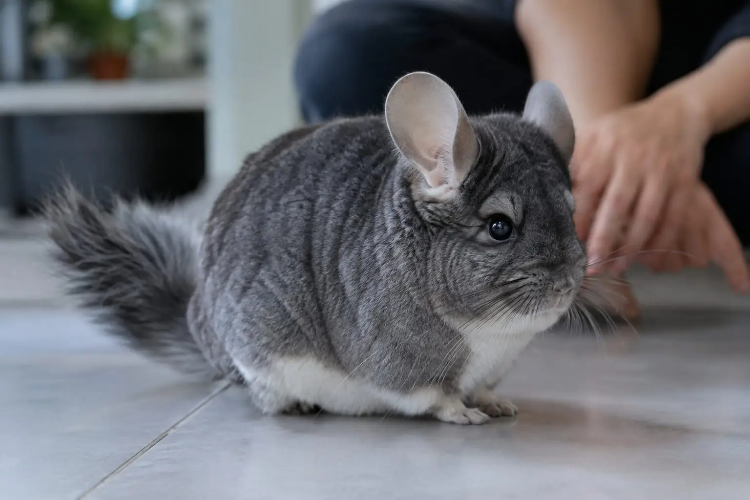 Chinchilla gris au pelage dense posé sur une dalle fraîche dans une pièce ombragée pendant une journée d’été.