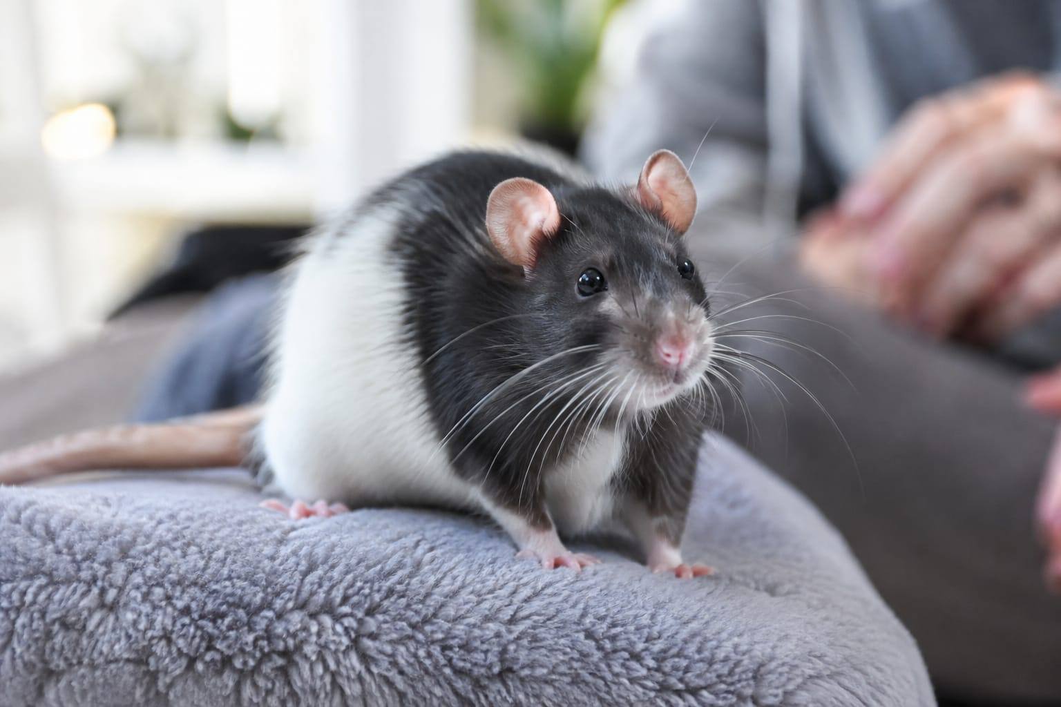 Rat domestique noir et blanc, tête légèrement inclinée sur une couverture, observé calmement dans un espace sécurisé.
