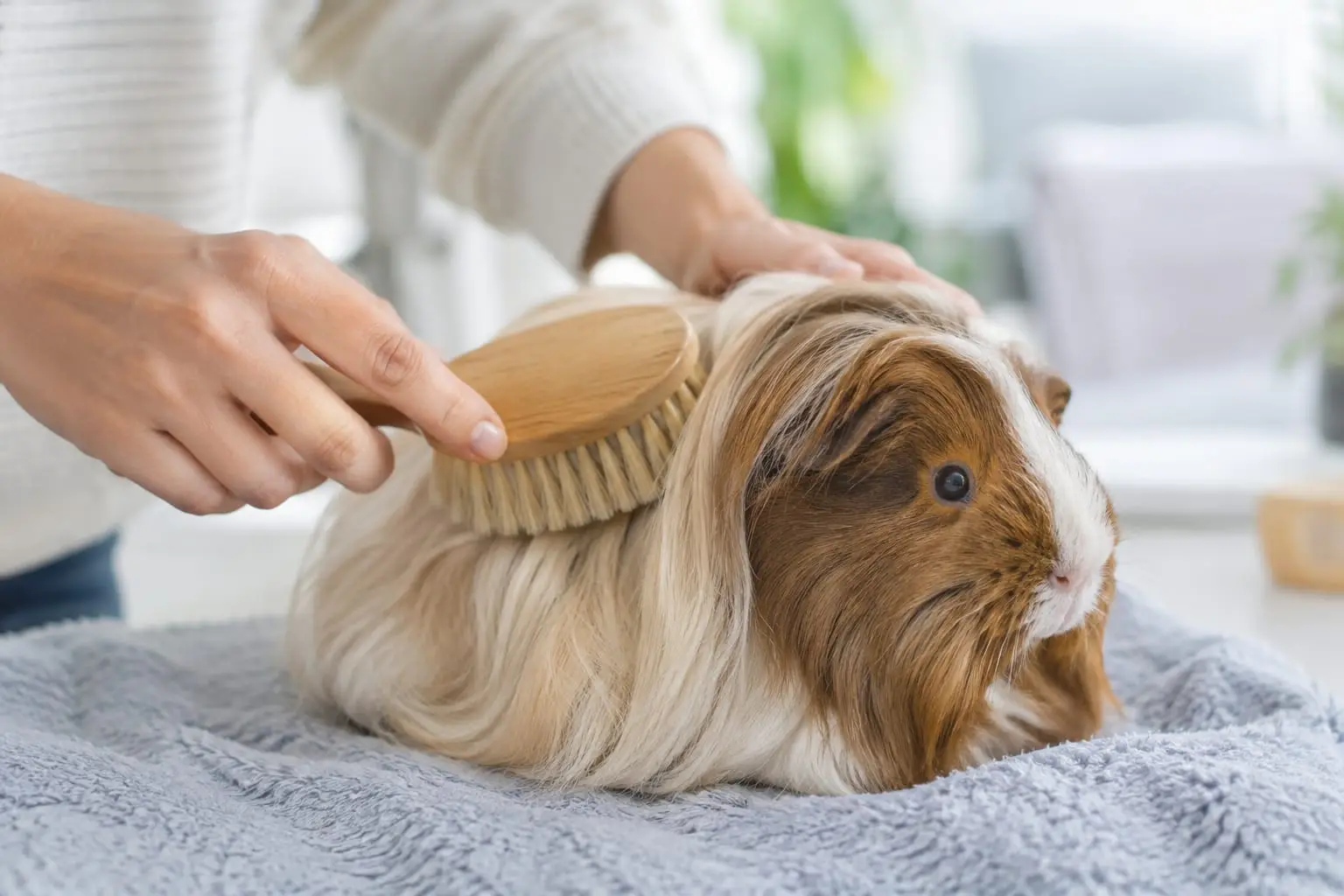 Un cochon d’Inde Sheltie aux longs poils crème et bruns est brossé par des mains avec une brosse douce, sur une serviette dans une pièce lumineuse.