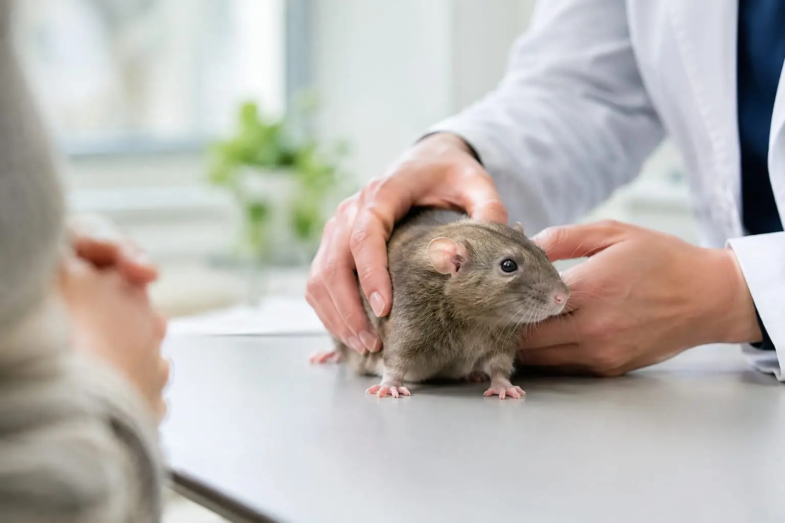 Un vétérinaire examine calmement un rat domestique sur une table, dans une clinique lumineuse avec son propriétaire à proximité.