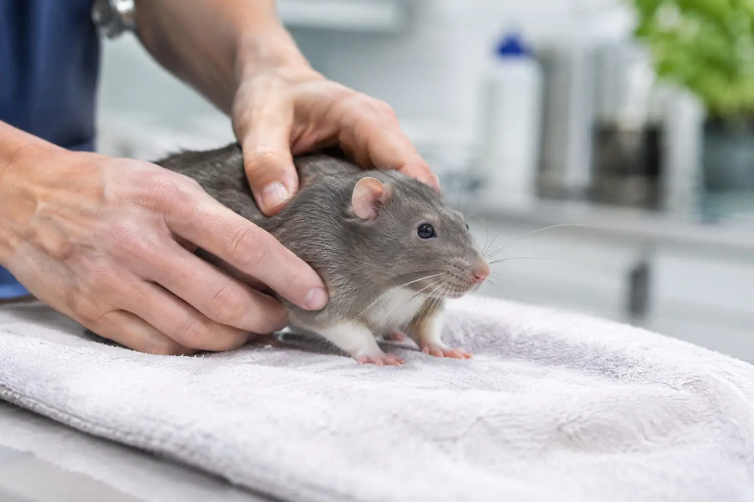 Un rat domestique est examiné avec douceur sur une serviette par un vétérinaire dans une clinique lumineuse.
