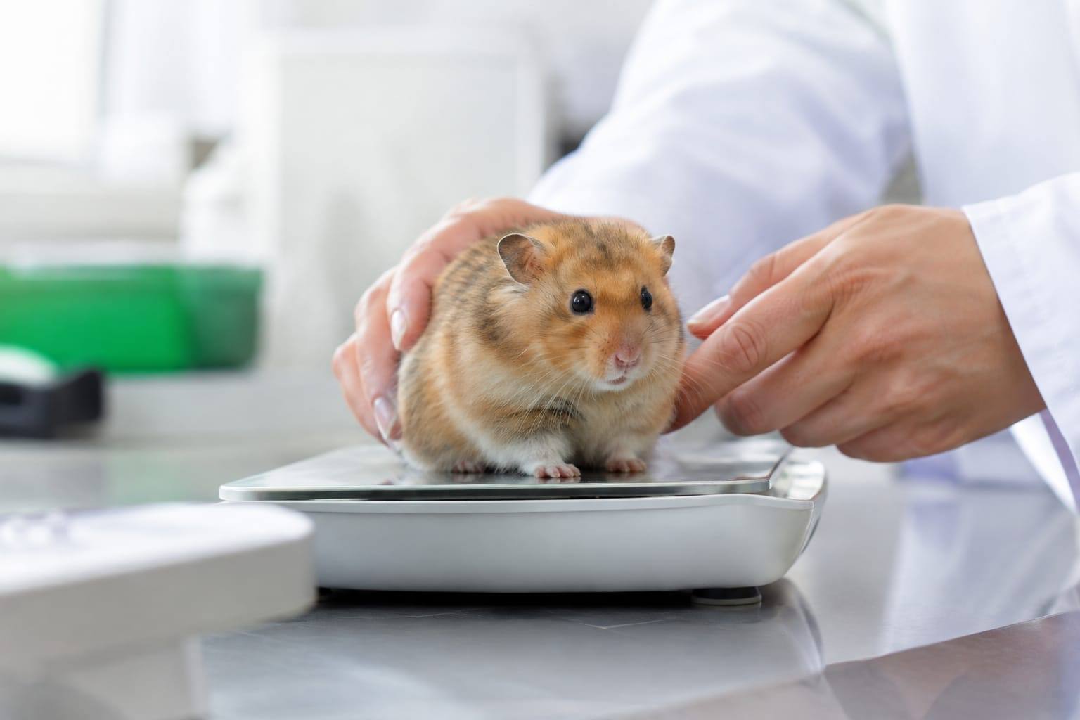 Un hamster calme est pesé lors d’un contrôle de santé dans une clinique vétérinaire lumineuse.