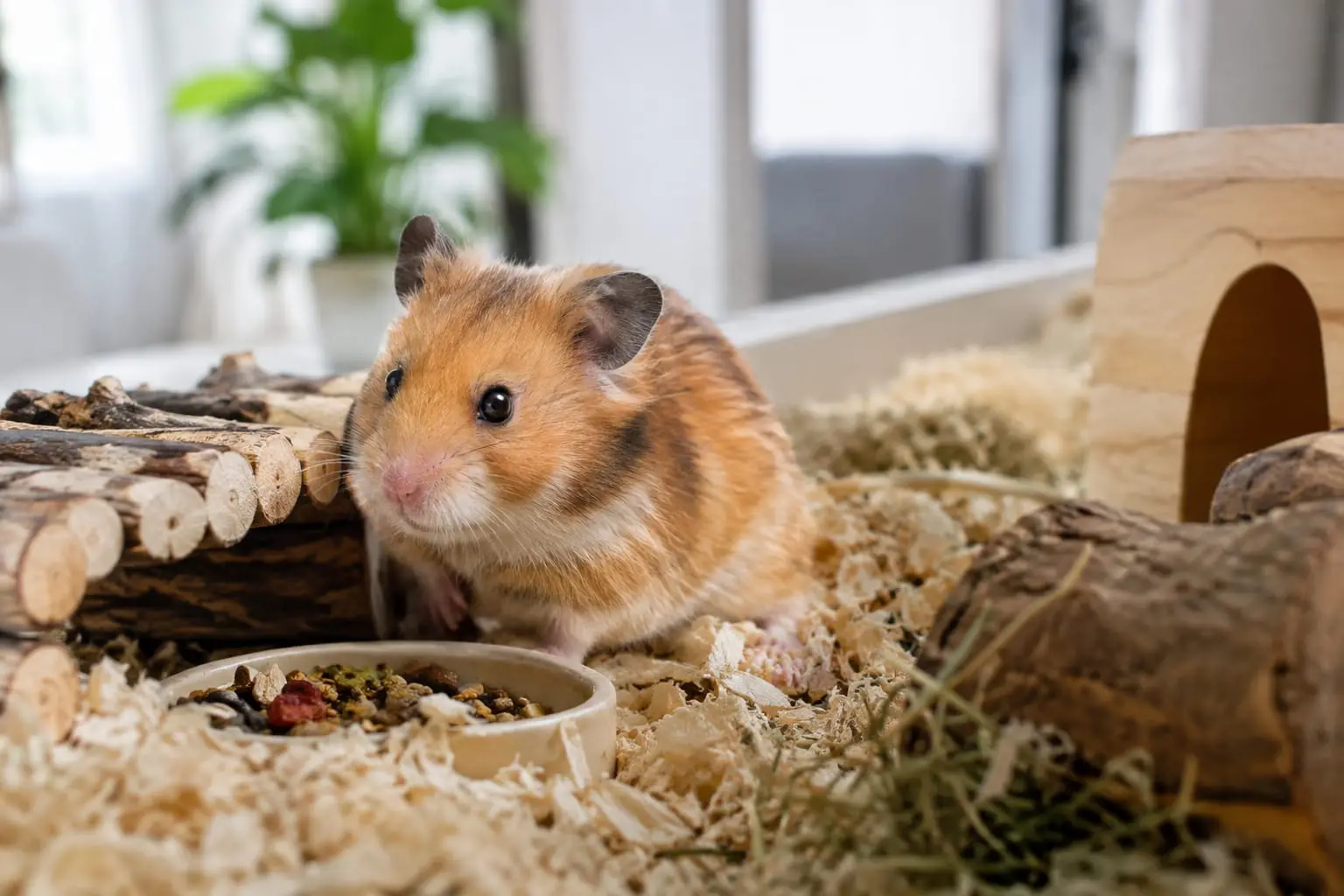 Hamster syrien doré au pelage orange et crème, assis dans une cage aménagée avec un nid et une litière épaisse.