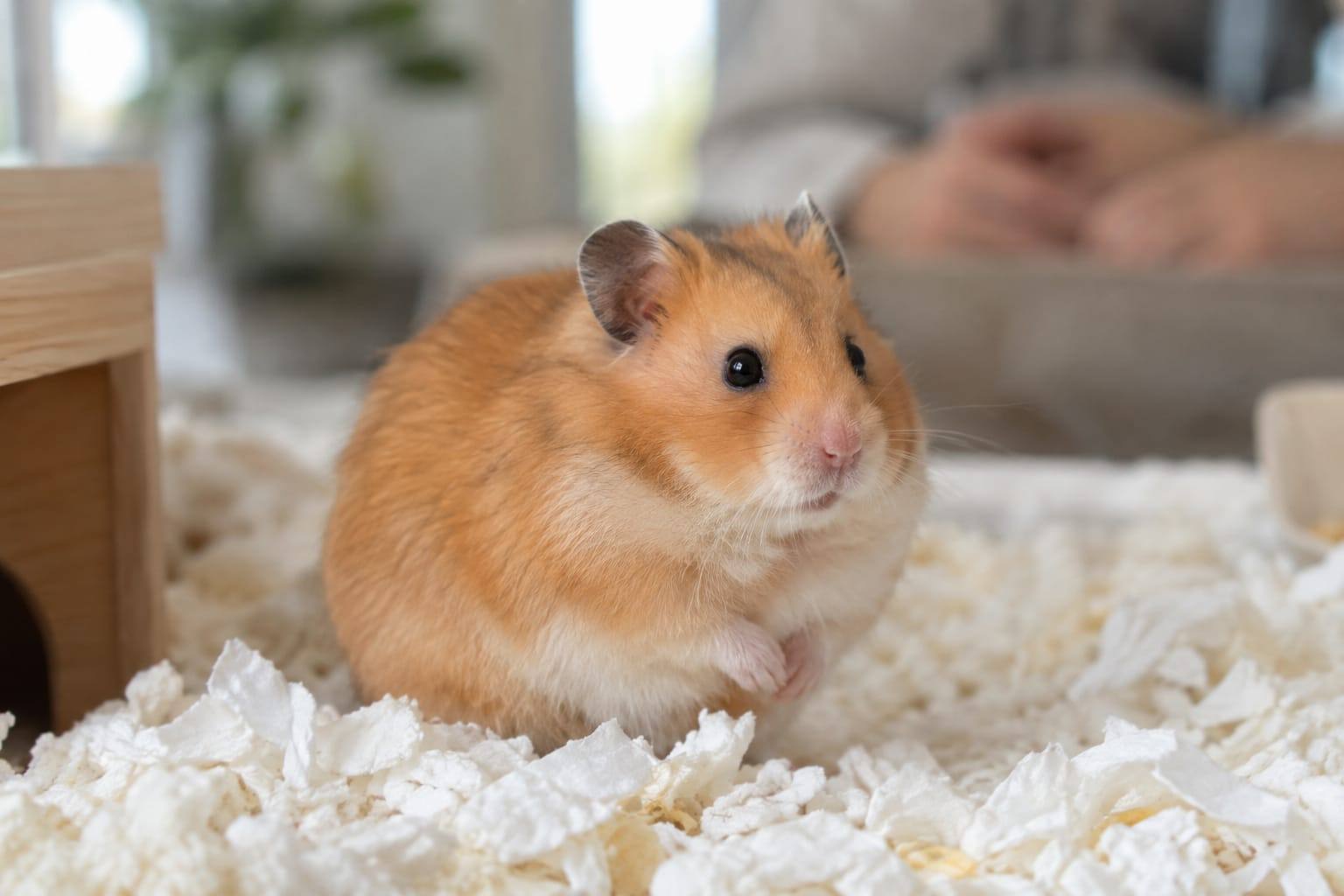 Un hamster syrien doré observe calmement depuis une litière propre, les deux yeux ouverts et sans écoulement visible.