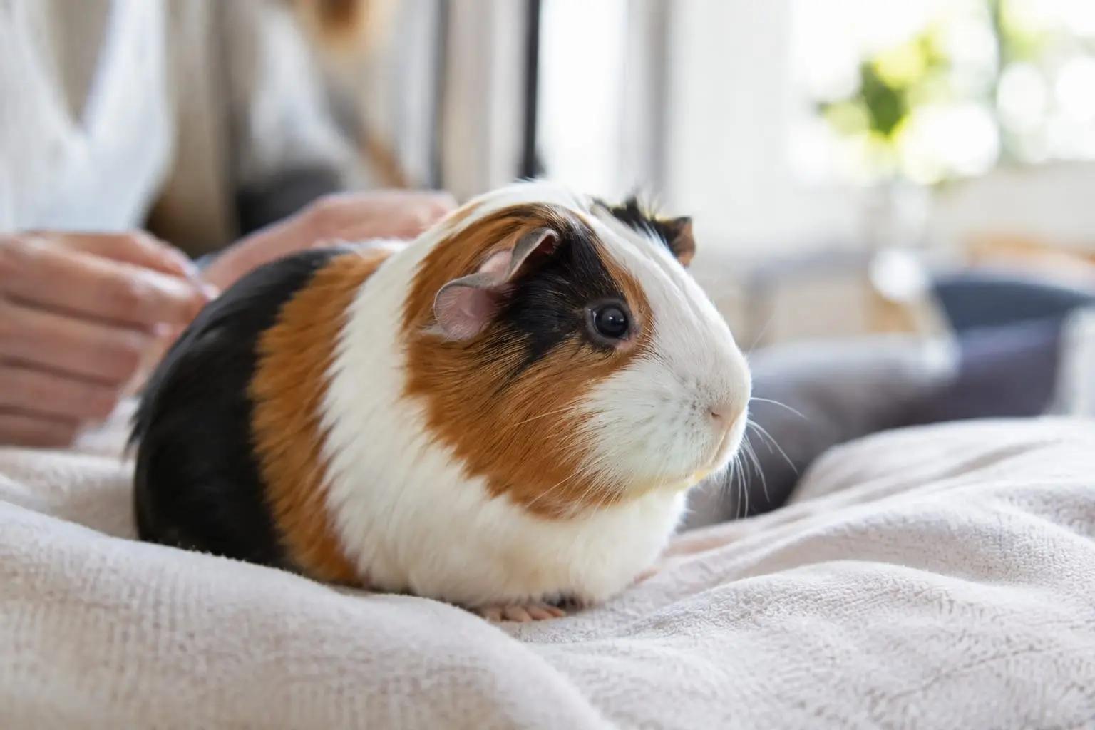 Cochon d’Inde tricolore observé de près, avec ses yeux visibles et un pelage blanc, roux et noir.